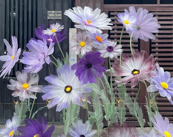 Daisy Giant Flowers mix color set 19 plants