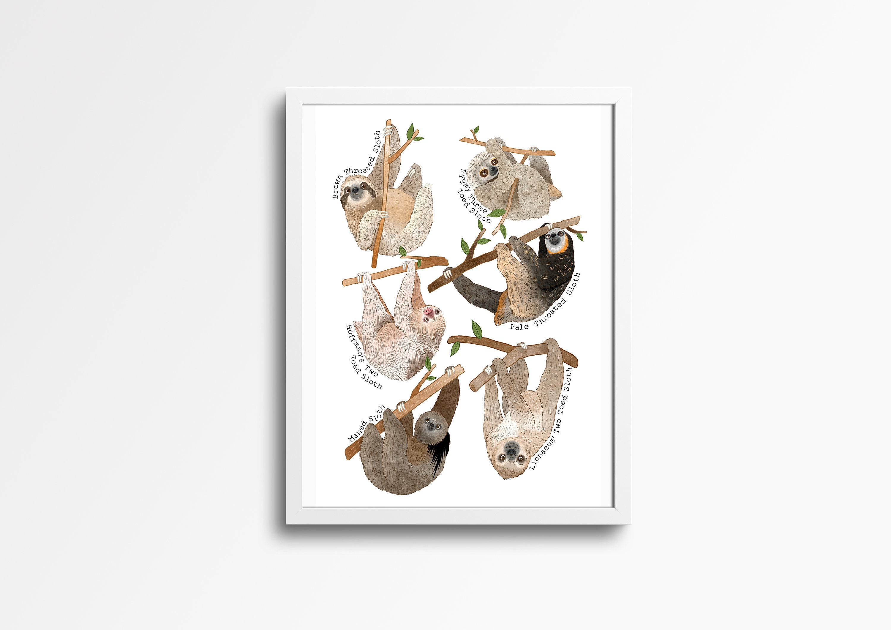 Sloth Species Illustration Print Wall Art Nursery Decor Etsy
