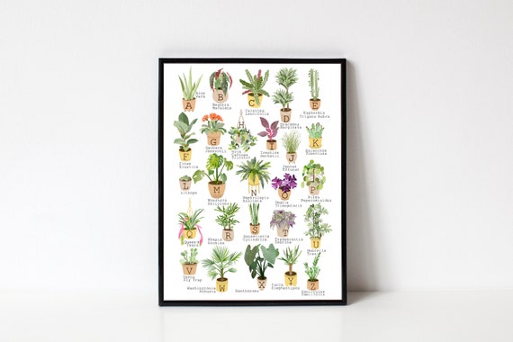 House Plants Alphabet / A to Z / Popular House Plant Species / Home Decor / Home Jungle / Rare Plants / Illustrated by Aimee