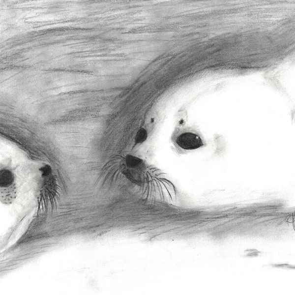 Harp Seal Etsy