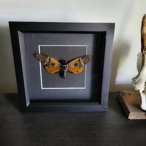 Real Cicada Specimen in Frame – Authentic Insect Display, Unique Nature Wall Art, Gothic Entomology Decor