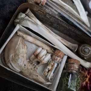 May include: A weathered metal tin containing a collection of natural specimens including a large animal jawbone, a set of teeth, two small glass vials with cork stoppers filled with bone fragments and green moss, and a snail shell.