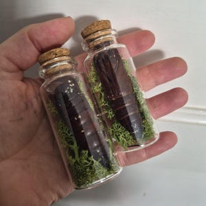 May include: Two small glass bottles with cork stoppers, each filled with a dark brown object and green moss. The bottles are held in a hand, highlighting the clear glass and natural contents.
