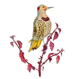 Northern Flicker Woodpecker Giclée Art Print - 8&quot;x10&quot;, 11&quot;x14&quot;