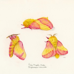 Original Rosy Maple Moth Aquarell und Buntstift-Malerei | 26cmx21cm