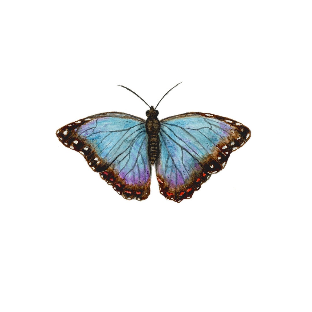 Butterfly Watercolor Print Blue Morpho Butterfly Painting - Etsy