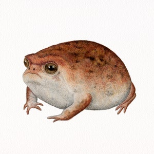 Aquarelle de grenouille de pluie du désert | Animaux | jet d'encre | Décoration murale| 8"x10" | 5 x 7 po. | 4"x6"