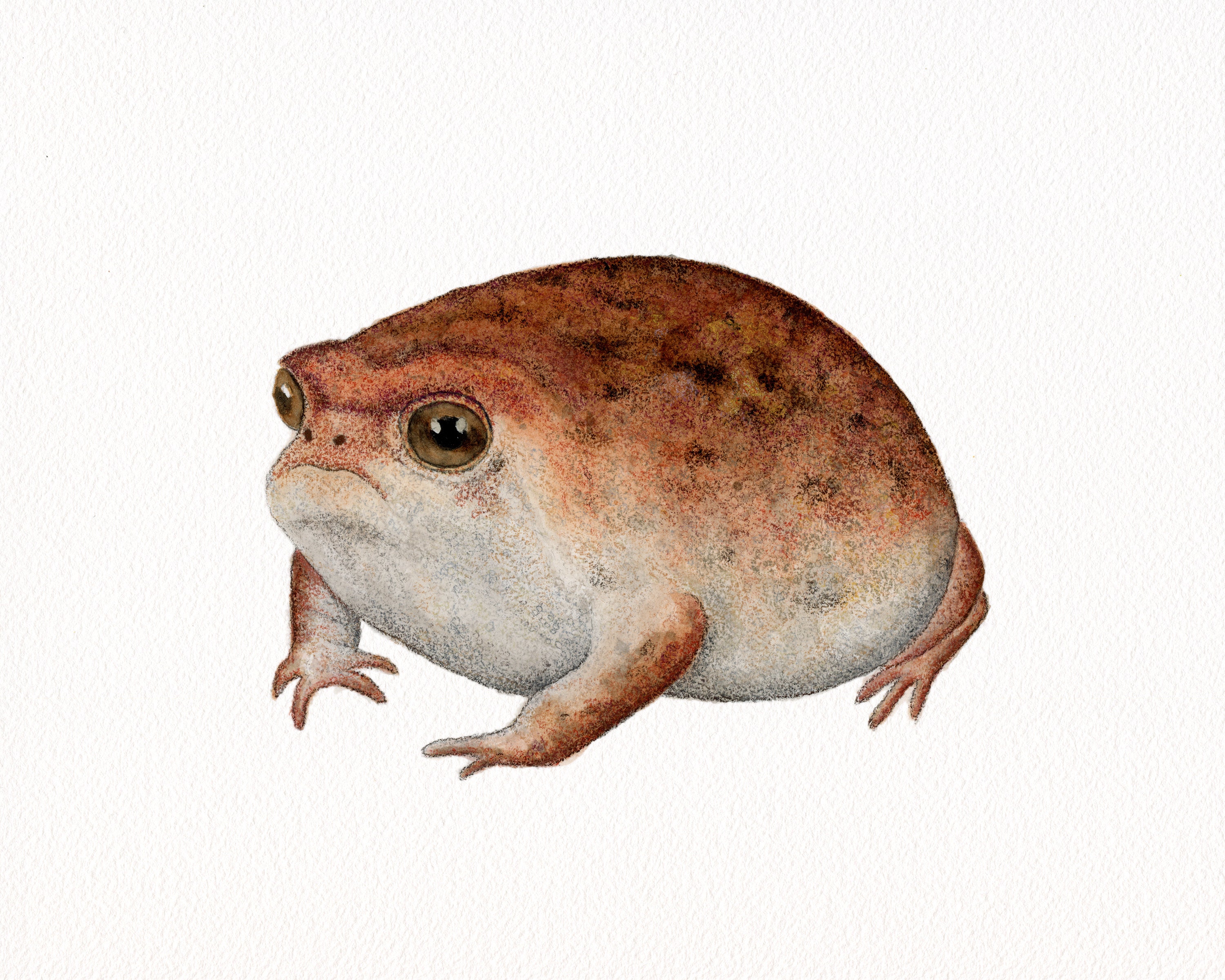 Cinnamon Roll Rain Frog Sticker – The Serpentry
