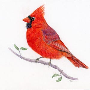 Northern Red Cardinal – Original Watercolor & Colored Pencil Bird Illustration | 10&quot;x8&quot; Artwork with 14&quot;x11&quot; Mat | Signed and Certified