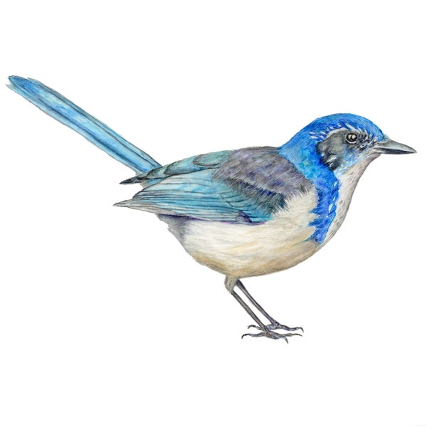 Bird Watercolor Print | California Scrub-Jay Painting | Giclee | 8"x10" | 5”x7”| 4"x6"