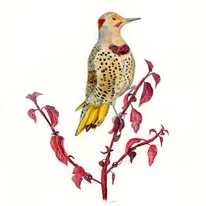 Northern Flicker Woodpecker Original Painting – 11&quot;x14&quot; Watercolor & Colored Pencil Art – Woodland Bird Nature Wall Decor