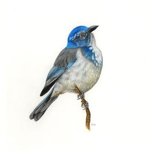 California Scrub Jay – Original Watercolor & Colored Pencil Bird Illustration | 11&quot;x14&quot; Matted Artwork | Signed and Certified