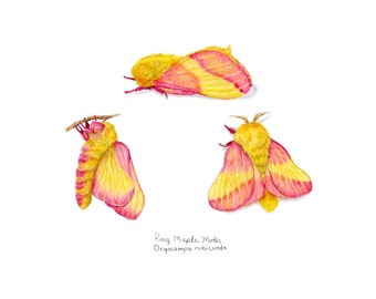 Moth Watercolor Print | Rosy Maple Moth | Giclee | Wall Art | 8"x10" | 5”x7” | 4"x6"