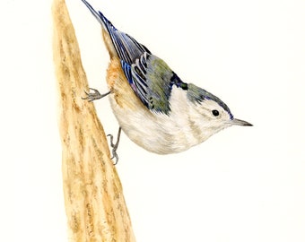 Original Aquarell Malerei Vogel | Weißbrustkleiber | 20cmx26cm