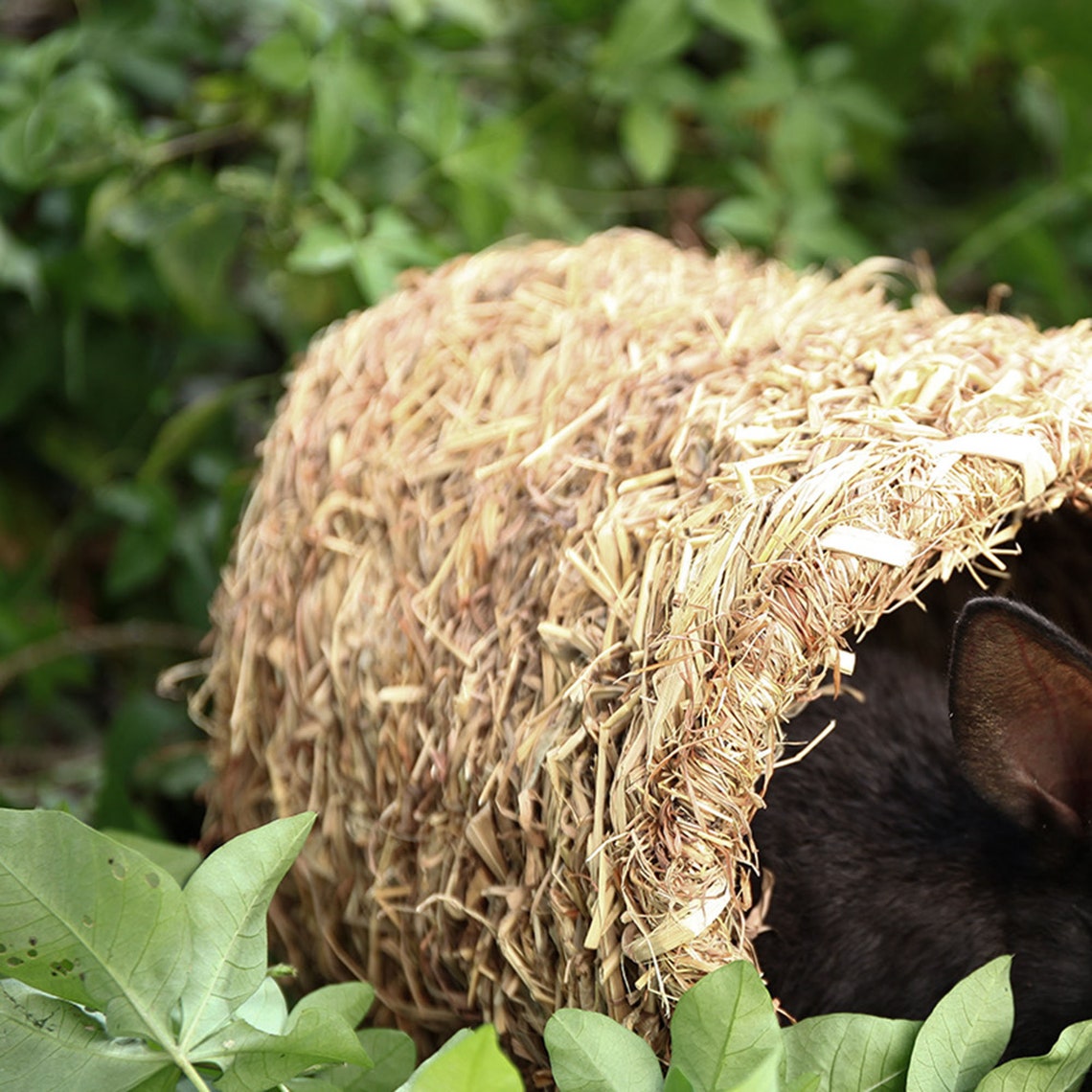 Little Pet Straw bed rabbit straw beds hamster straw beds Etsy