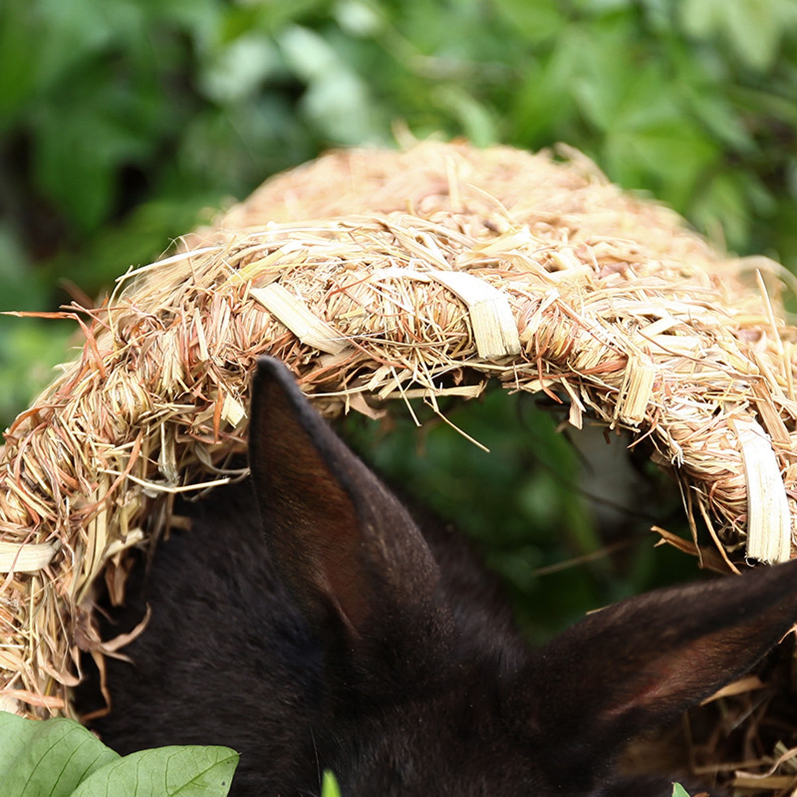 Little Pet Straw bed rabbit straw beds hamster straw beds Etsy