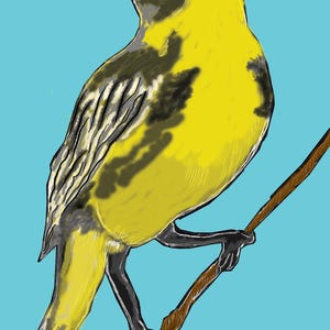 Songbird Graphic Kids Cotton Tee: Eco-Friendly Children's Shirt Bild 9