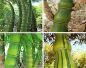 80 seeds, Rare Buddha 39 s Belly bamboo, Bambusa ventricosa