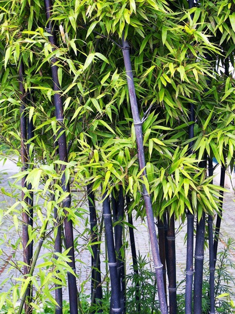 80 Seeds Fresh Rare Black Bamboo Seeds Phyllostachys Nigra Etsy - image 0