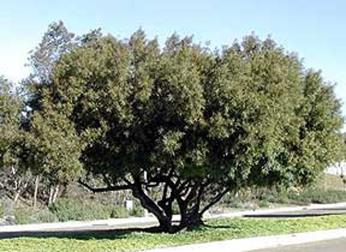 African Sumac Seeds Fall 2020 Karee Tree Rhus Lances Etsy