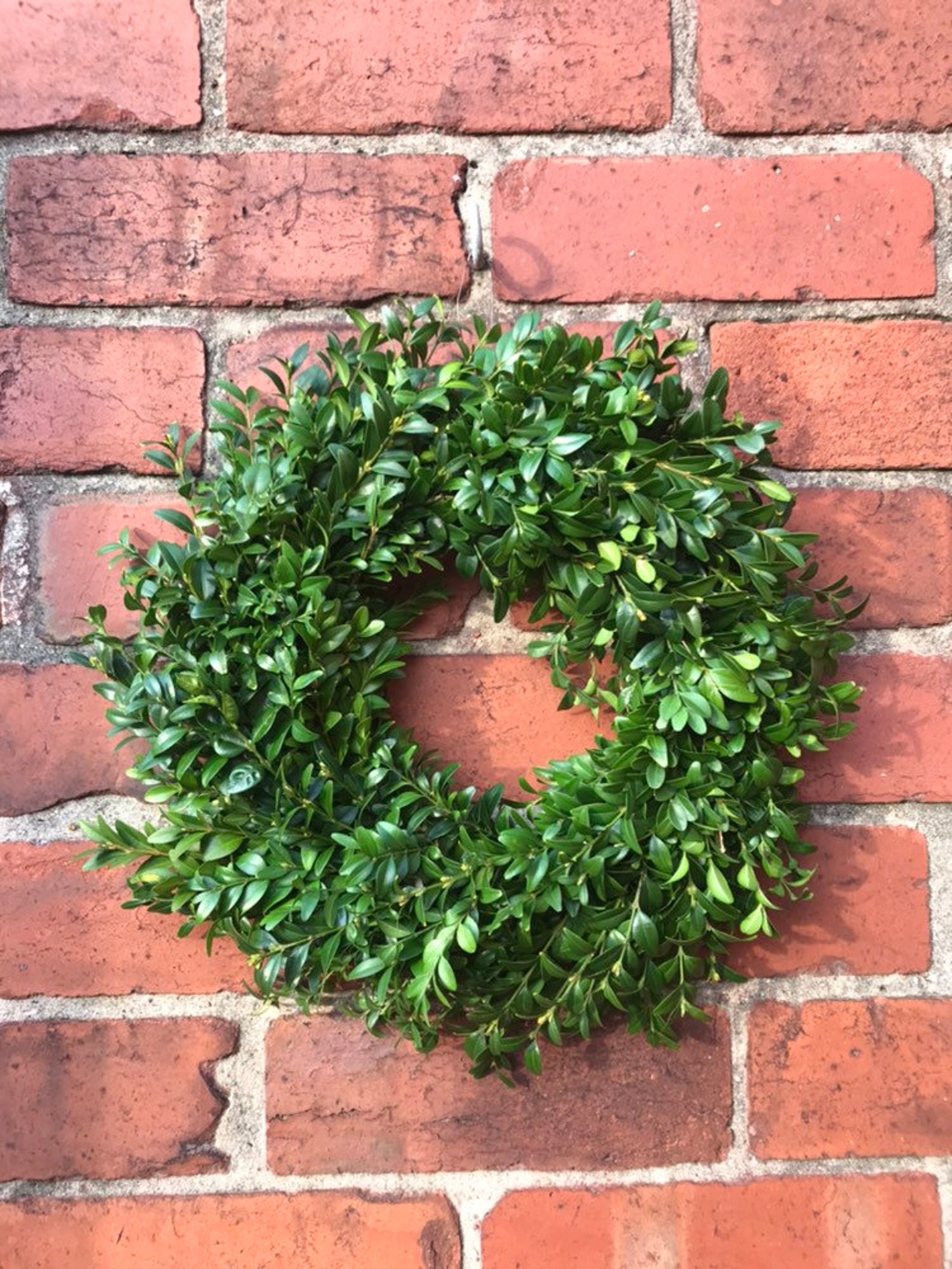 Fresh boxwood wreath buxus wreath everlasting green wreath Etsy