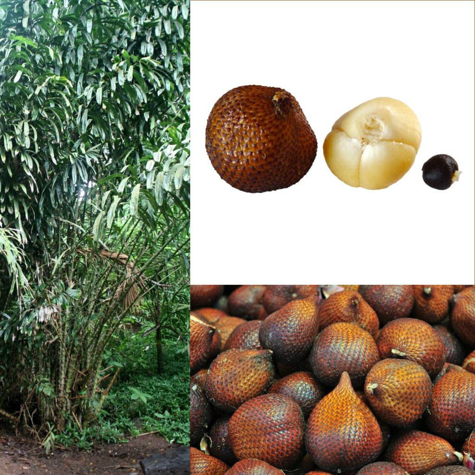 Salak Palm Trees x 2 Live Plant Snake Fruit Palm Salacca