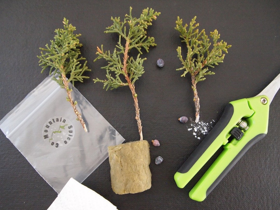 Bonsai Juniper Cuttings, Nonrooted Tree Cutting Organic Wild Etsy