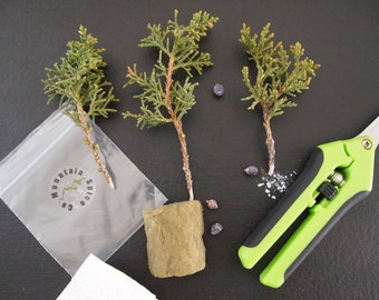 Bonsai Juniper Cuttings, Non-rooted Tree Cutting Organic Wild