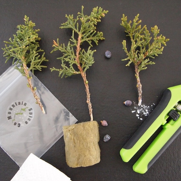 Bonsai Juniper Cuttings, Non-rooted Tree Cutting Organic Wild