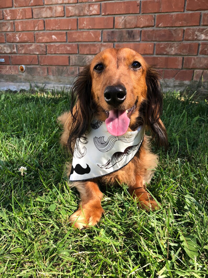 Mustache Dog Neckerchief Bandana Mr