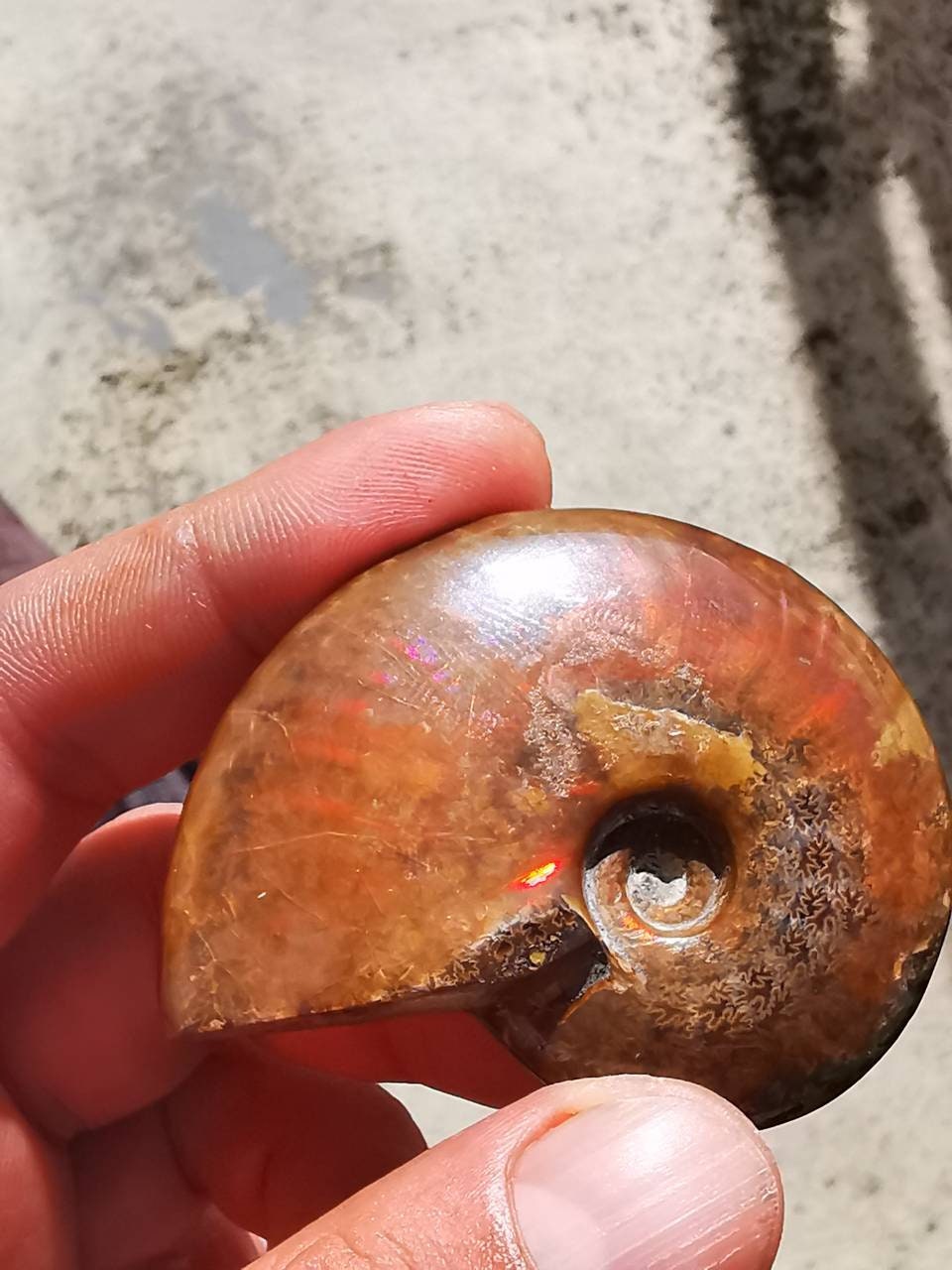Fossile d'ammonite 7 cm, Ammonite Rouge, Jaune, Violette, Iridescente, Opalisé, Nacré, Ammonite Opal