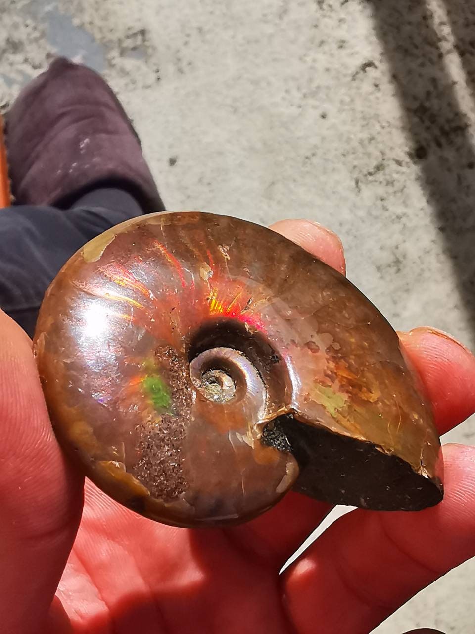 Fossile d'ammonite 7cm, Ammonite Rouge, Jaune, Violette, Iridescente, Opalisé, Nacré, Ammonite Opali