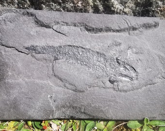 Fossil fish, OSTEOLEPIS MACROLEPIDOTUS, Origin Scotland, fossil, 25cm slab, macroleptus, original specimen