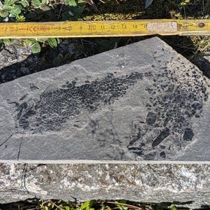 May include: A close-up of a dark grey fossilised rock with a black imprint of a plant. The rock is approximately 30 cm long and 15 cm wide. A yellow measuring tape is visible in the background.