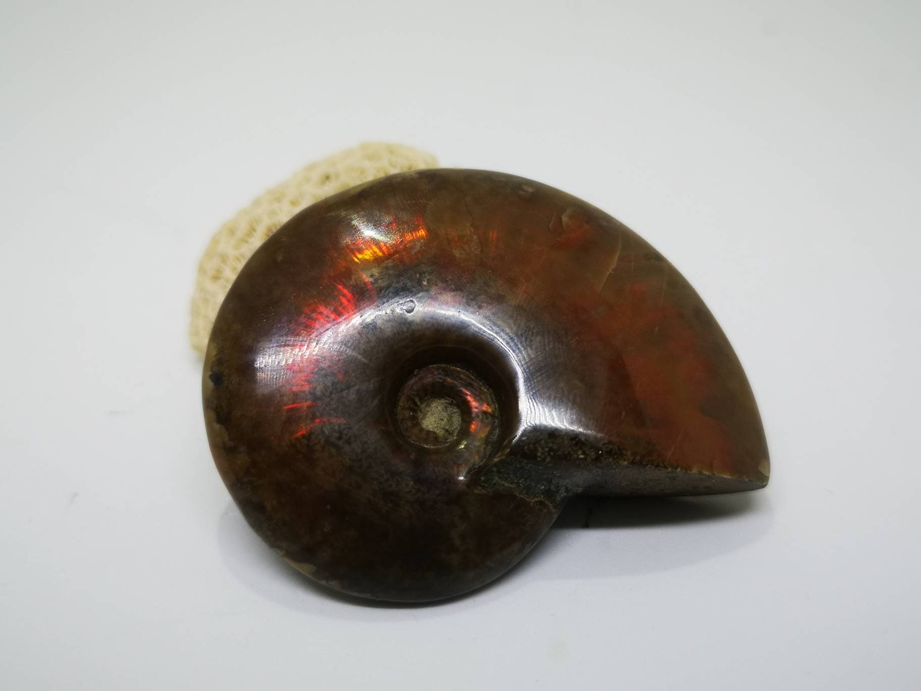Fossile d'ammonite 6 cm, Ammonite Rouge, Jaune, Violette, Iridescente, Opalisé, Nacré, Opalisée, Feu