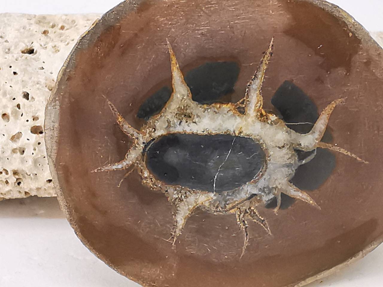 Septaria, Pierre de Dragon, Minéraux, Maroc, Géode, Lithotherapie, Collection, Pierre, Originale, Dr