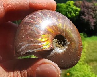 Ammonite fossil 7cm,Red Ammonite, Iridescent, opalized, pearlescent, opalized ammonite, Fire, Fossil, Snail, Opal