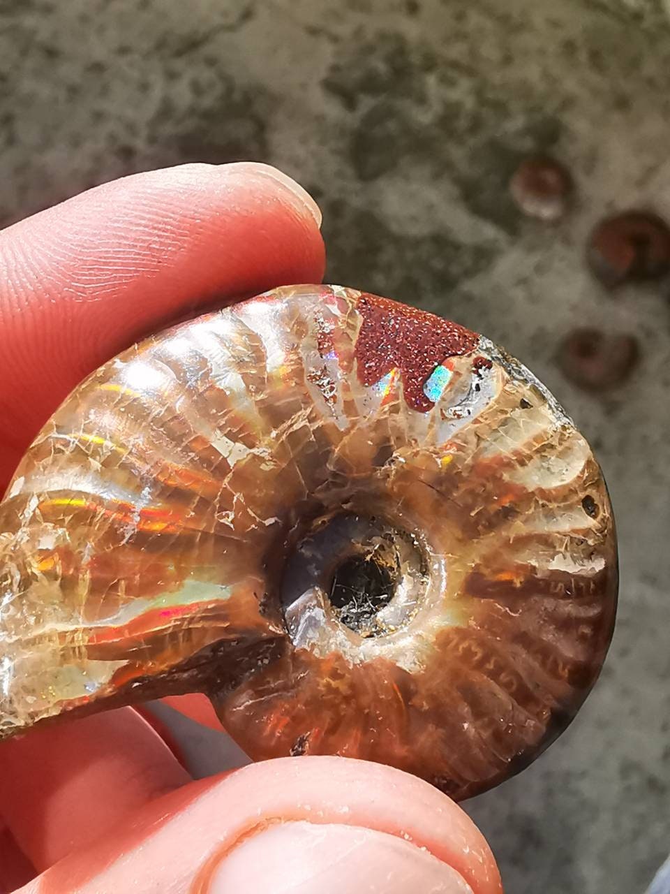 Fossile d'ammonite 5cm, Ammonite Rouge, Spécimen, Iridescente, Opalisé, Nacré, Ammonite Opalisée, Fe