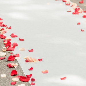 May include: A white aisle runner with red and cream rose petals scattered on the ground.
