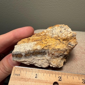 May include: A rough, irregular rock specimen featuring a prominent horizontal vein of dark brown and white mineral deposits. The rock displays textured, golden-yellow and beige surfaces. A wooden ruler shows the specimen is approximately 2.5 inches wide.