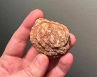 Charming barite rose specimen from Norman, Oklahoma