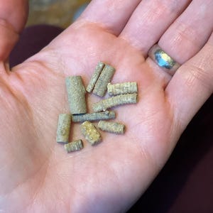 Set of ten 304 million-year-old crinoid stems from Texas!