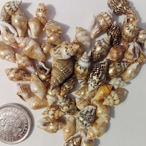 May include: A collection of small, gold and brown seashells arranged in a heart shape. The shells have a variety of patterns and textures.