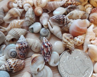 May include: A collection of small seashells in various shapes, sizes, and colors, including white, brown, and tan. A silver coin with the inscription "ELIZABETH II D.G. REG. F.D." is also visible in the image.