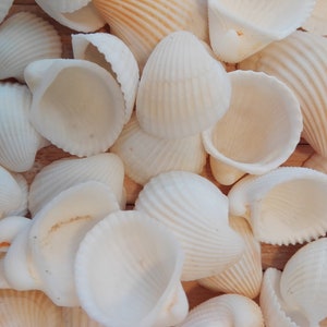 200 small Natural Cockle Shells 10 - 25mm Beach Wedding Decoration Display Arts Crafts Jewellery
