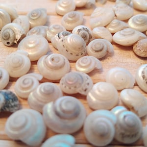 May include: A collection of small, white seashells with iridescent swirls. The shells are arranged in a random pattern on a light brown surface.