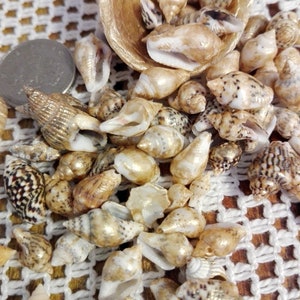 May include: A collection of small, white and brown seashells with gold accents. The shells are arranged on a white and brown woven surface.