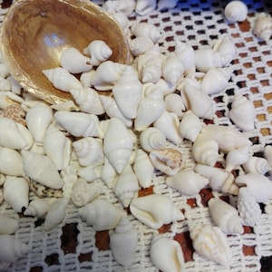 May include: A collection of small white seashells on a white crocheted surface. The shells are arranged in a random pattern and some are in a small golden shell.
