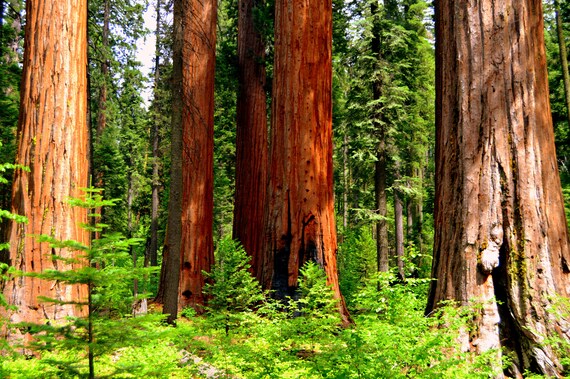 città redwood di perdita di peso