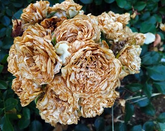 Fading Beauty
